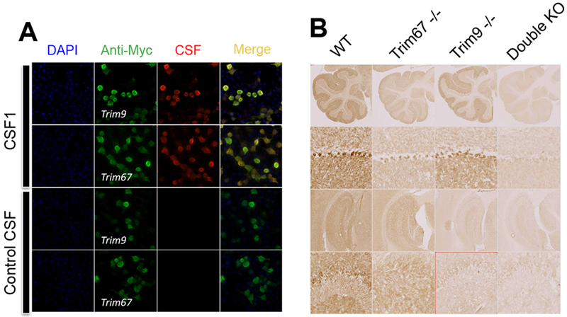 Figure 2: