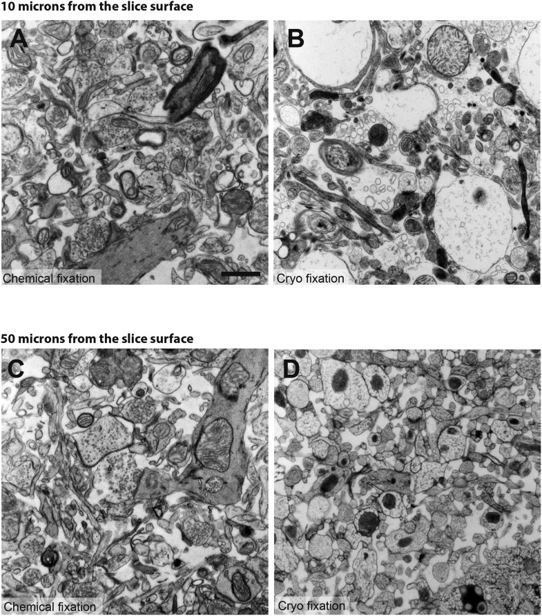 Figure 1—figure supplement 2.