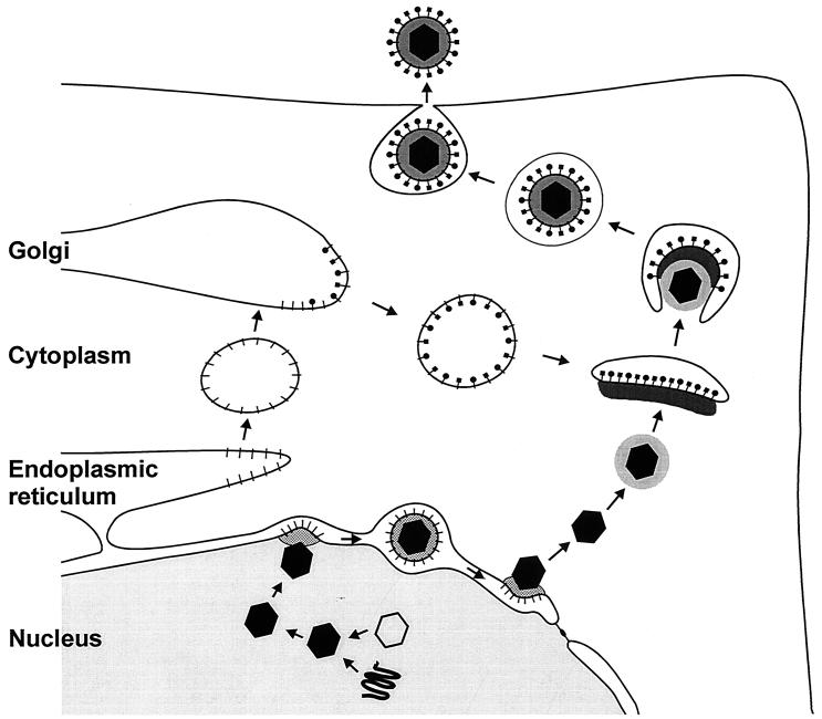 FIG. 4.