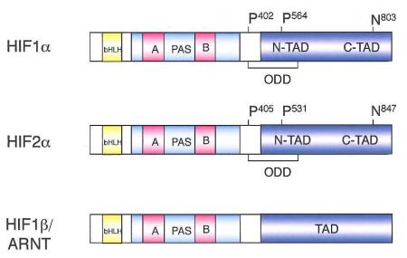 Box 1. O2-dependent HIF regulation