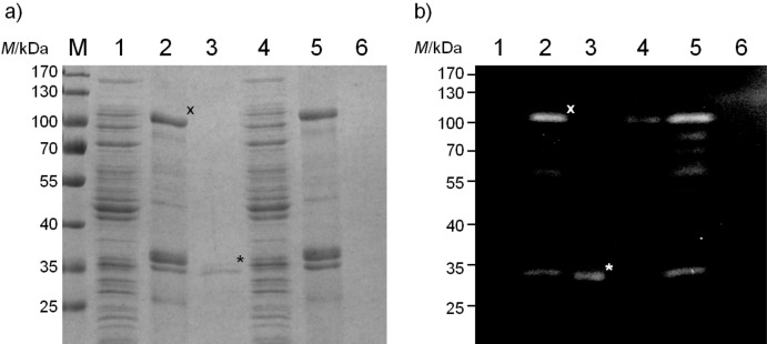 Fig. 10