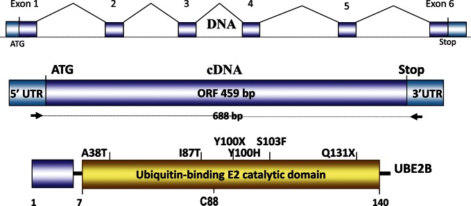 Figure 1