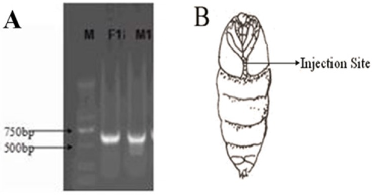 Figure 5