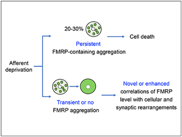 graphic file with name nihms-1596924-f0001.jpg