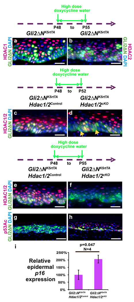 Figure 4 -