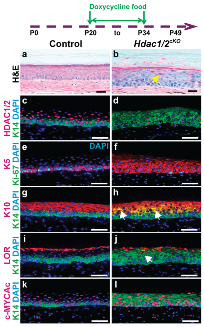 Figure 2 -