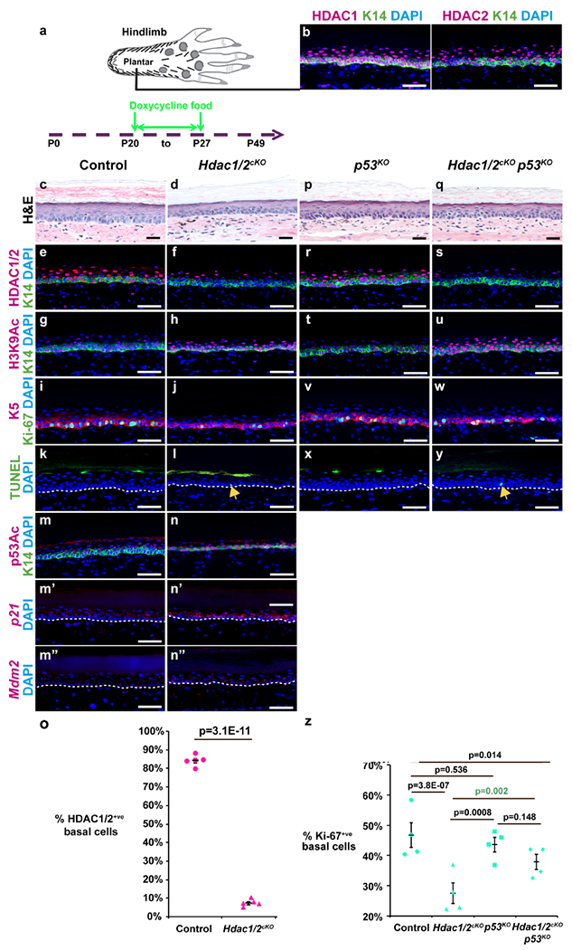 Figure 1 -