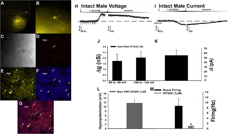 Fig. 12