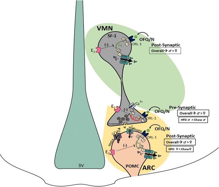 Fig. 16