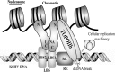 Fig 8