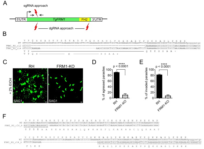 Figure 4—figure supplement 1.