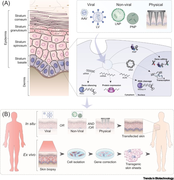 Figure 2,