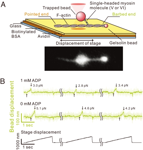 Fig. 1.