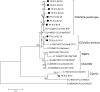 Fig. 2