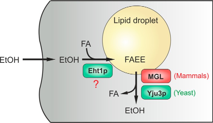 FIGURE 7.