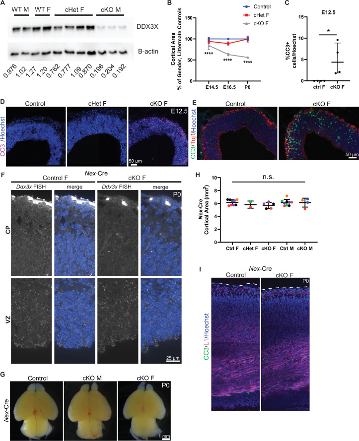 Figure 1—figure supplement 1.