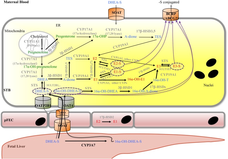 FIGURE 6