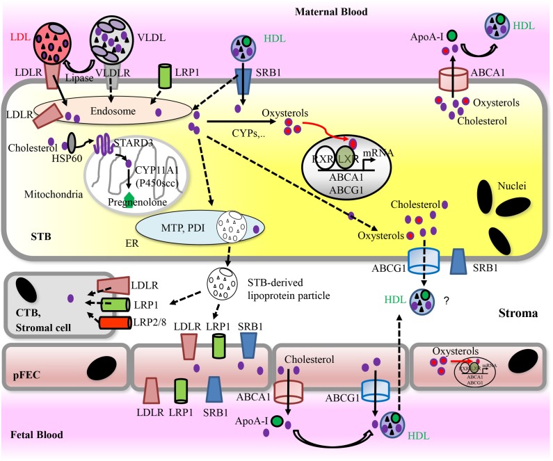 FIGURE 4