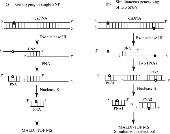 graphic file with name gnh039s1.jpg