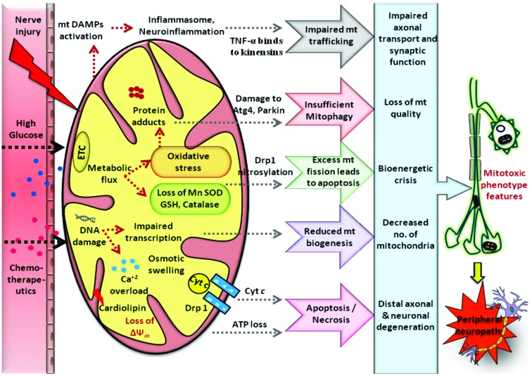 Fig. (4)