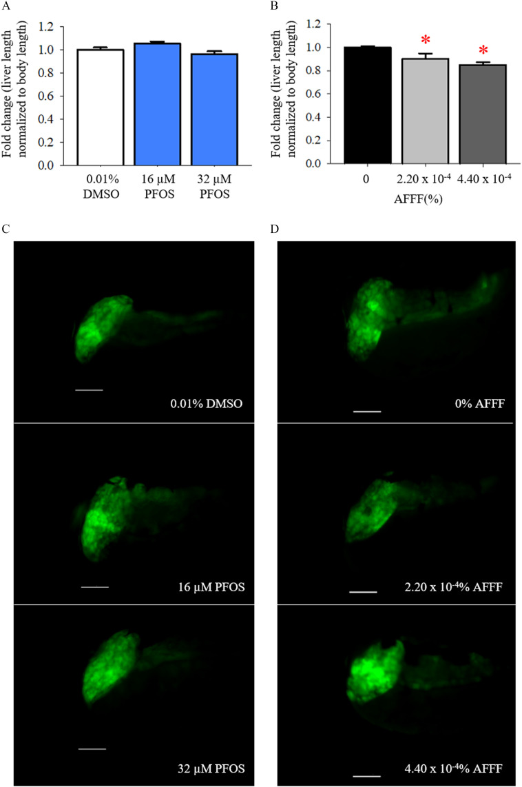 Figures 7A and 7B are bar graphs, plotting fold change (liver length normalized to body length), ranging from 0.0 to 1.2 in increments of 0.2 (y-axis) across 0.01 percent dimethyl sulfoxide, 16 microMolar perfluorooctanesulfonic acid, and 32 microMolar perfluorooctanesulfonic acid; 0 percent aqueous film-forming foam, 2.20 times 10 begin superscript negative 4 end superscript percent aqueous film-forming foam, and 4.40 times 10 begin superscript negative 4 end superscript percent aqueous film-forming foam (x-axis). Figures 7C and 7D depict representative images of liver elongation development after being exposed to aqueous film-forming foam, with scale bars stating 0.01 percent dimethyl sulfoxide, 16 microMolar perfluorooctanesulfonic acid, and 32 microMolar perfluorooctanesulfonic acid; and 0 percent aqueous film-forming foam, 2.20 times 10 begin superscript negative 4 end superscript percent aqueous film-forming foam, and 4.40 times 10 begin superscript negative 4 end superscript percent aqueous film-forming foam, respectively.