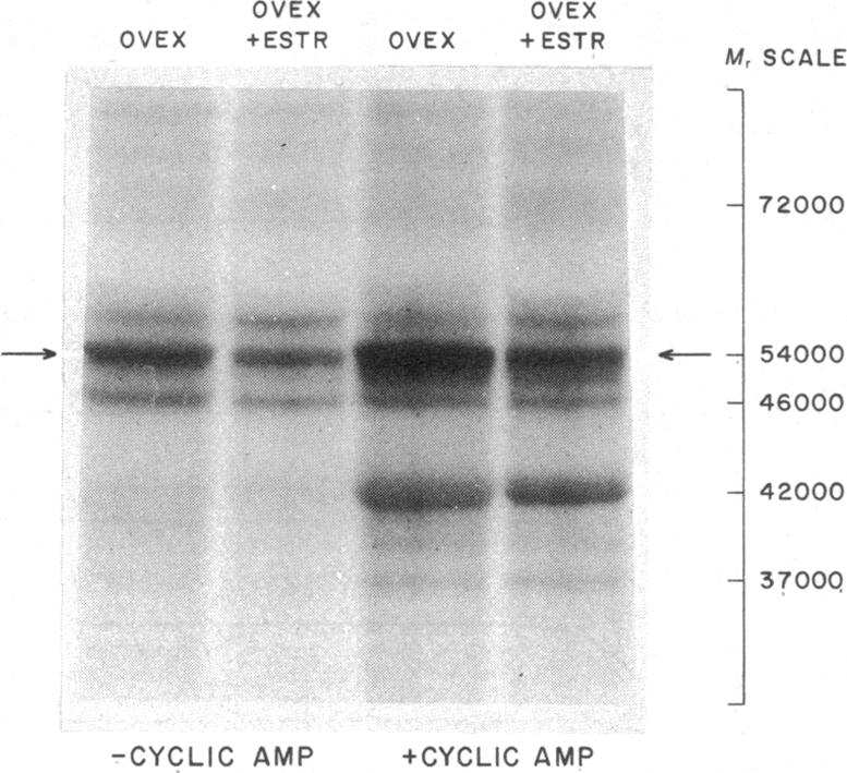 graphic file with name pnas00671-0308-a.jpg