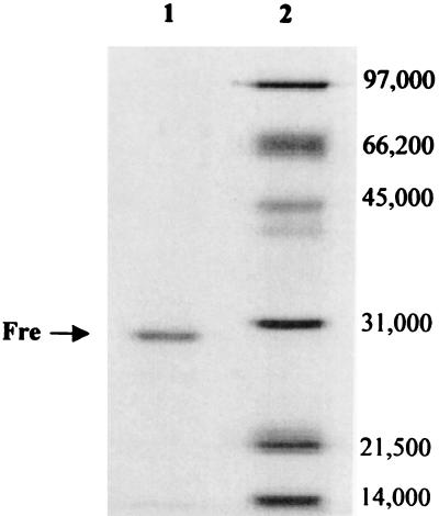 FIG. 3