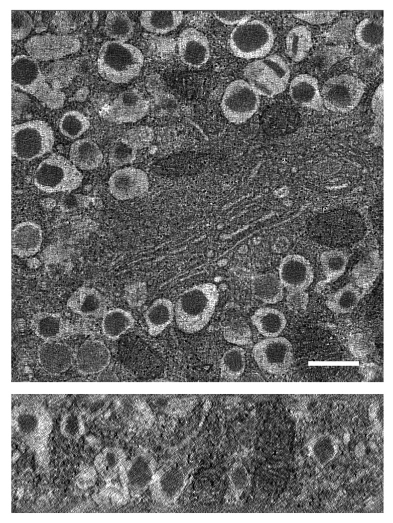 Fig. 7