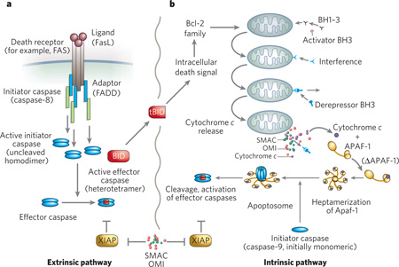 Box 1 | Intrinsic and extrinsic apoptotic pathways