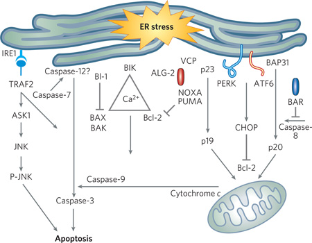 Box 2 | Endoplasmic-reticulum stress and cell death