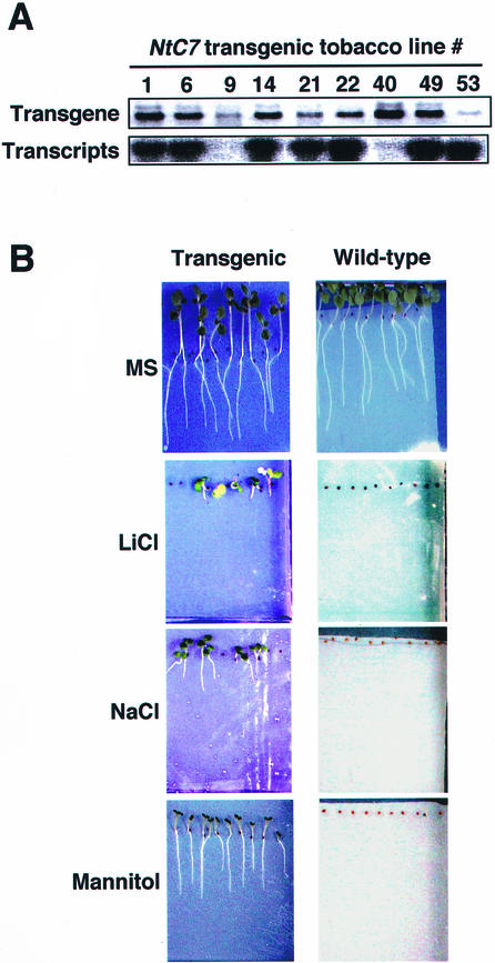 Figure 7