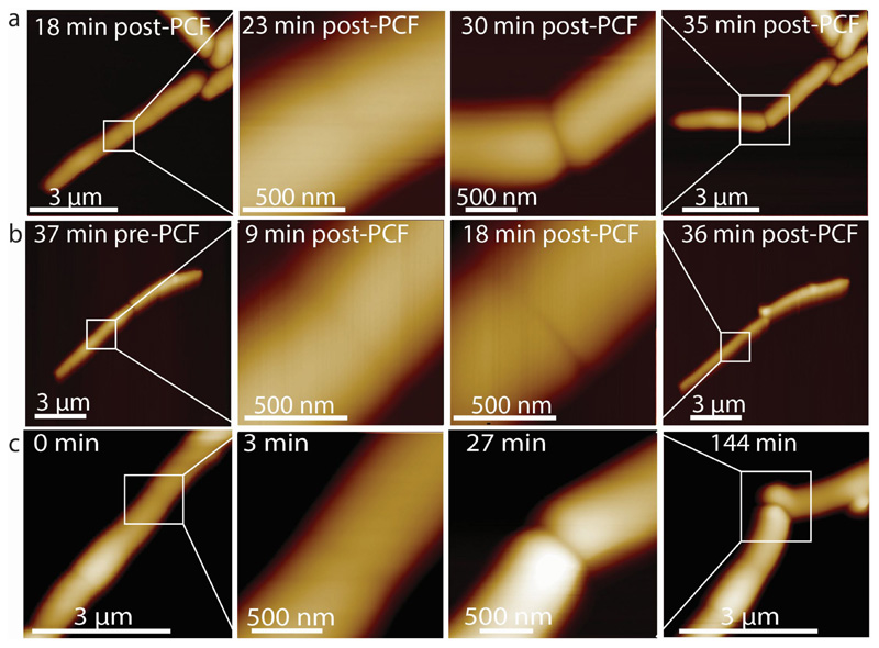 Extended Data Figure S10