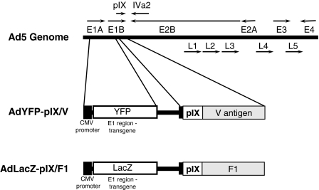 FIG. 1.