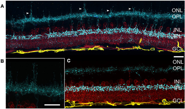 Figure 10.