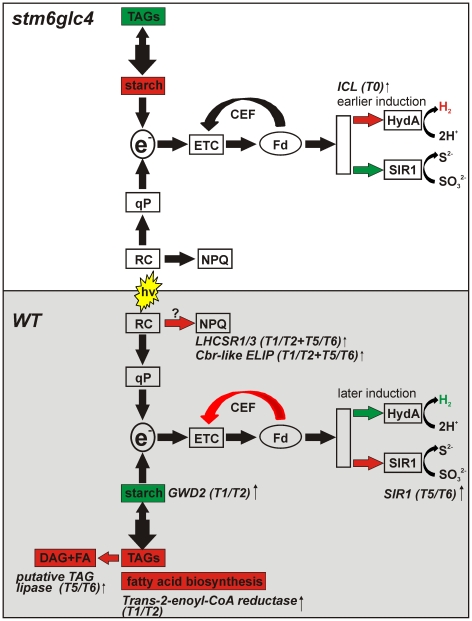 Figure 10