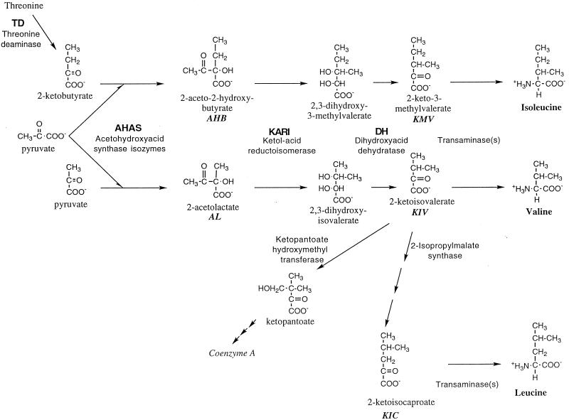 FIG. 1