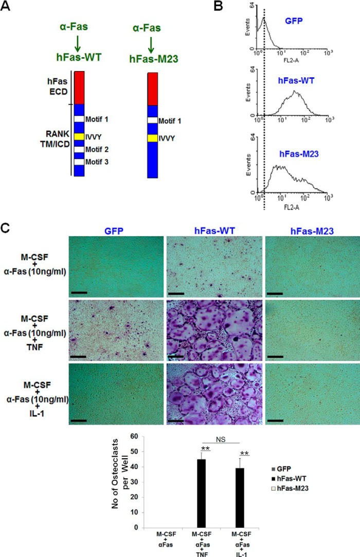 FIGURE 6.