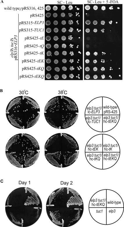 FIGURE 4.