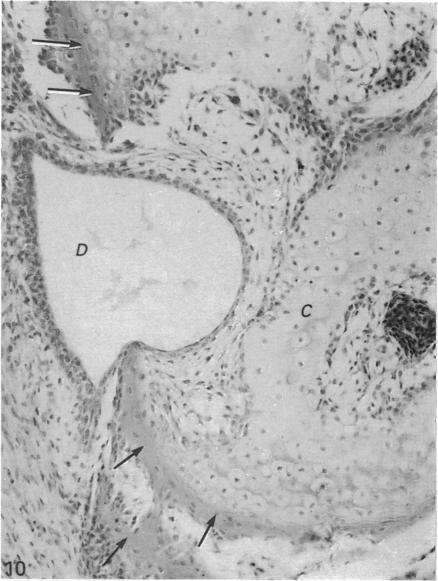 Fig. 10