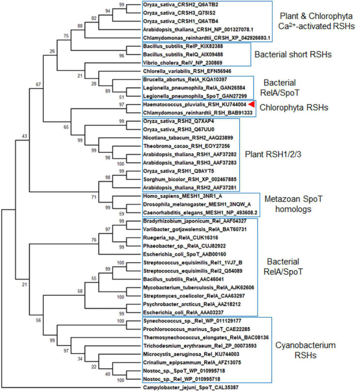 FIGURE 2