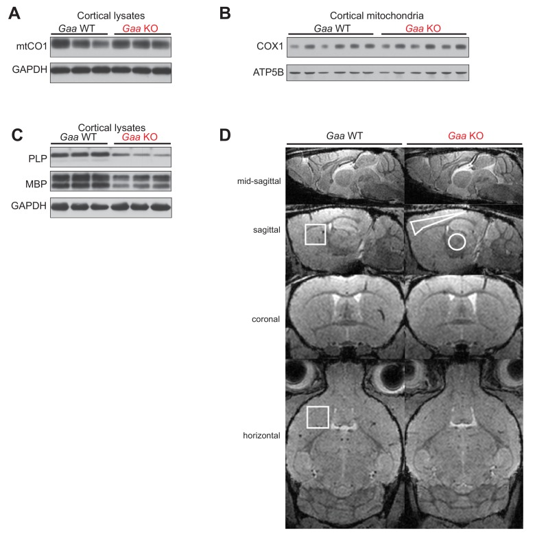 Figure 5—figure supplement 1.