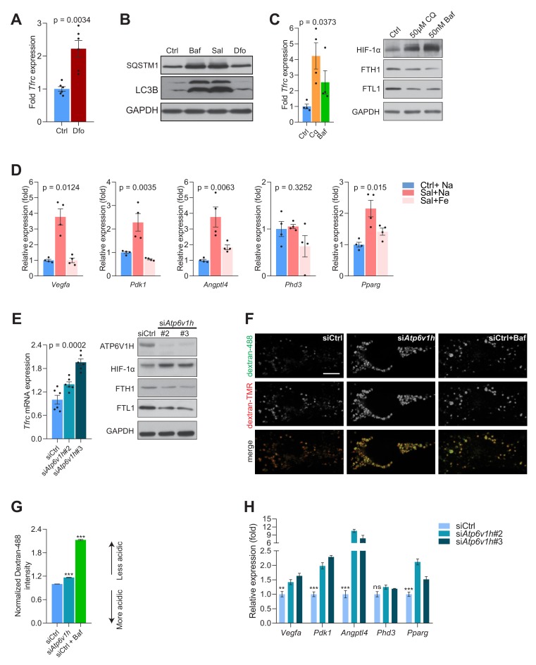 Figure 2—figure supplement 1.