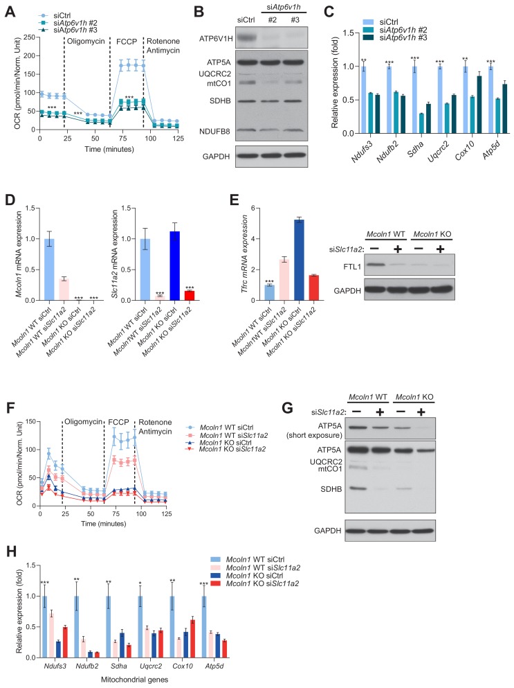 Figure 3—figure supplement 2.