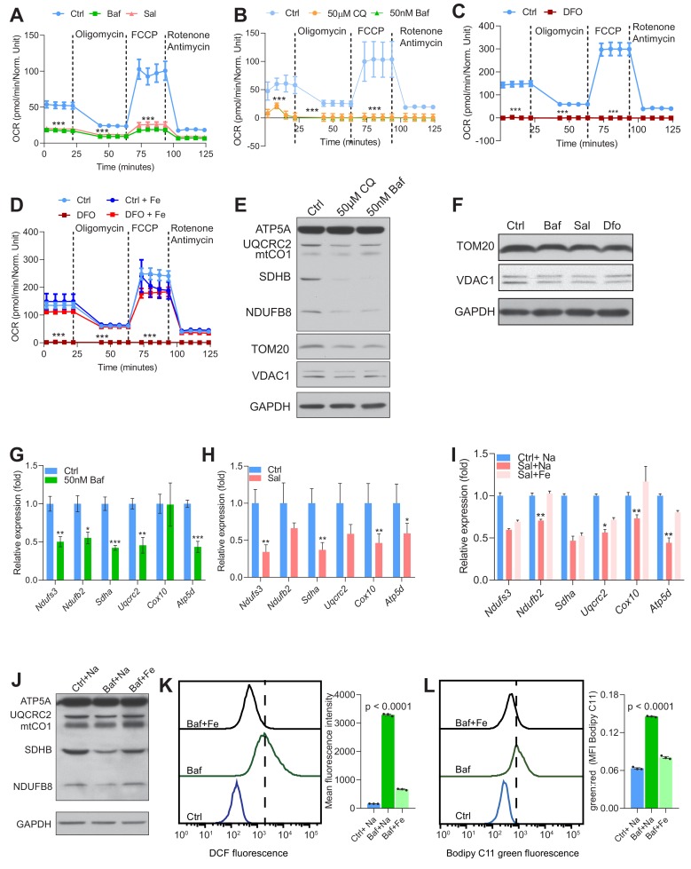 Figure 3—figure supplement 1.