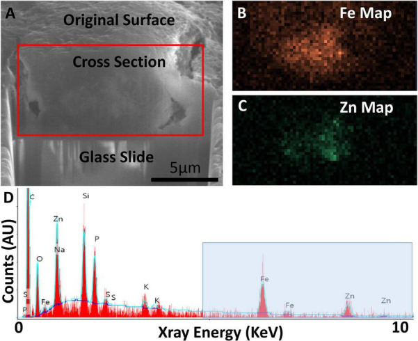 FIGURE 6