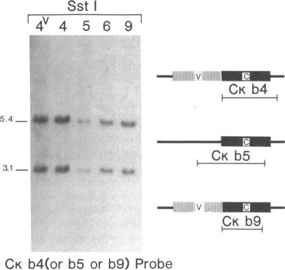 graphic file with name pnas00607-0189-a.jpg