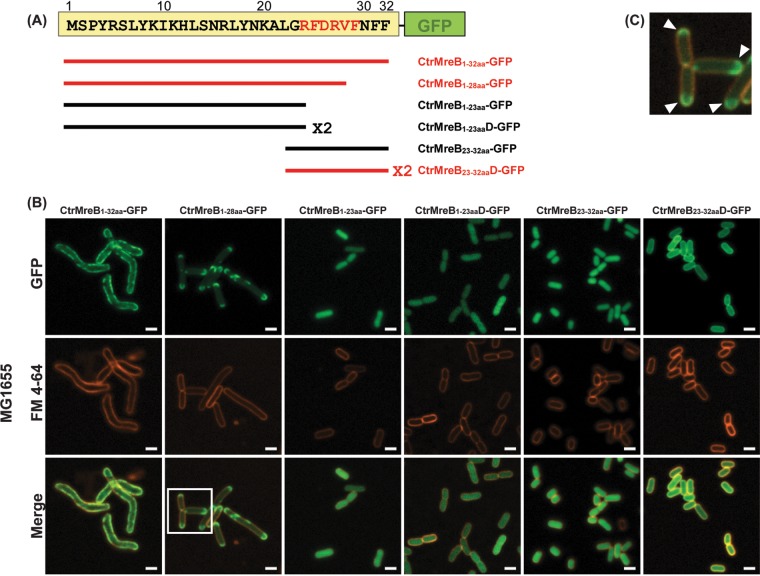 FIG 3