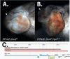 Figure 1. The<i> Dark<sup>82</sup>, Hpo<sup>N.1.2</sup></i> mosaic eye results in dramatic tissue overgrowth and pupal lethality.