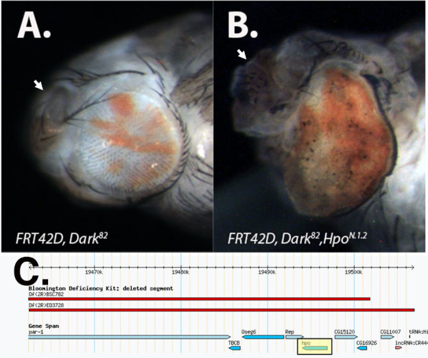 Figure 1. The Dark82, HpoN.1.2 mosaic eye results in dramatic tissue overgrowth and pupal lethality.