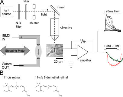 Figure 1.